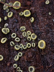 Chlorosplenium