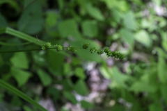 Carex sparganioides