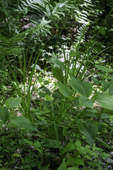 Carex sparganioides