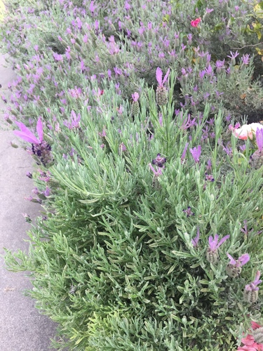 Lavandula pedunculata iNat (3)