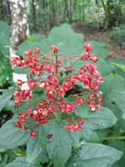 Clerodendrum paniculatum