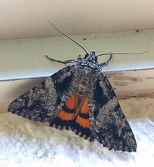 Catocala verrilliana