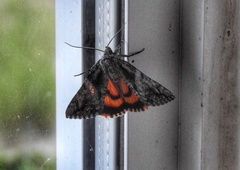 Catocala verrilliana