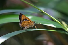 Thoressa monastyrskyi