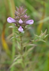 Orthocarpus bracteosus