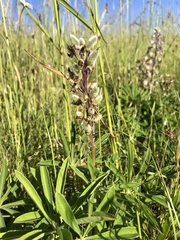Lupinus oreganus
