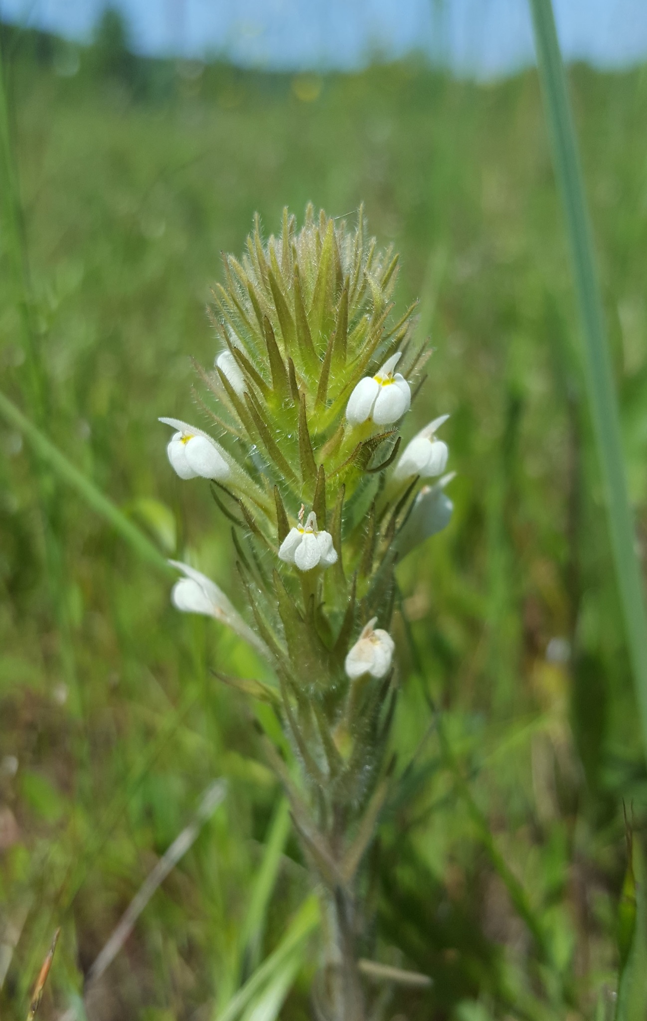 Castilleja tenuis