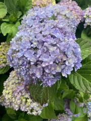 Hydrangea macrophylla