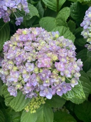 Hydrangea macrophylla
