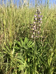 Lupinus oreganus