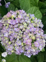 Hydrangea macrophylla