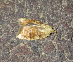 Aleimma loeflingiana