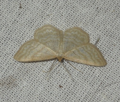 Idaea macilentaria