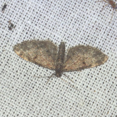 Eupithecia tantillaria