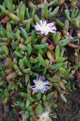 Disphyma australe australe