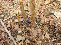 Gyrocarpus jatrophifolius