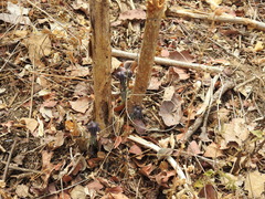 Gyrocarpus jatrophifolius