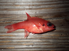 Apogon maculatus