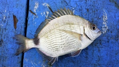 Diplodus holbrookii