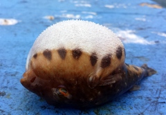 Sphoeroides spengleri