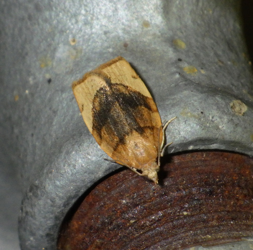 Barred Fruit-tree Tortrix, photo 5 of 9