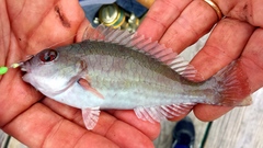 Sparisoma chrysopterum