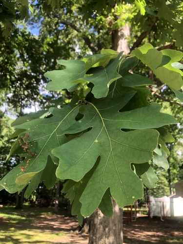 photo of White Oaks (Quercus)