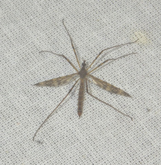 Epiphragma