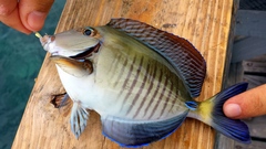 Acanthurus chirurgus