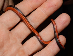 Atractus zidoki