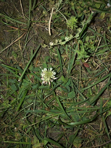 photo of White Clover (Trifolium repens)