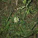 photo of White Clover (Trifolium repens)