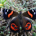 New Zealand Red Admiral - Photo (c) John Barkla, some rights reserved (CC BY), uploaded by John Barkla