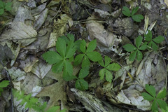 Anemonoides quinquefolia