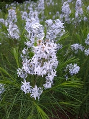 Amsonia