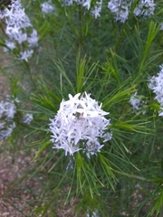 Amsonia