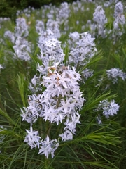 Amsonia