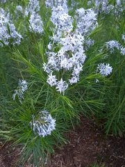 Amsonia