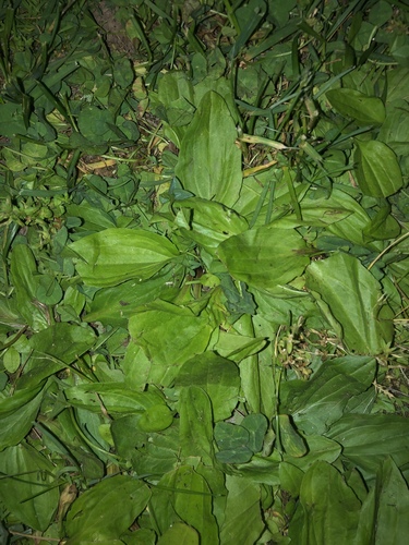 photo of American Plantain (Plantago rugelii)