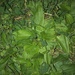 photo of American Plantain (Plantago rugelii)