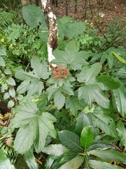 Clerodendrum paniculatum