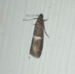 Elegia similella