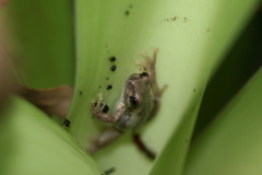 Litoria dentata