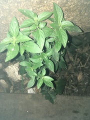 Dicliptera brachiata