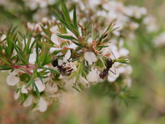 Leptospermum arachnoides