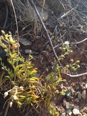 Spergularia tasmanica