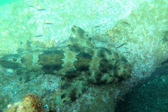 Orectolobus halei
