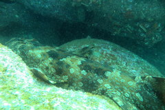 Orectolobus halei