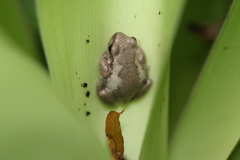 Litoria dentata