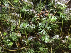 Ranunculus flabellaris